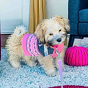 Princess joined the competition — help win amazing prizes! animal, carpet, chair, colorful, cozy, curtain, cute, dog, domestic_animal, floor, fluffy, furniture, indoor, leash, pet, pink, pouf, puppy, small_dog, sweater