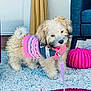 animal, carpet, chair, colorful, cozy, curtain, cute, dog, domestic_animal, floor, fluffy, furniture, indoor, leash, pet, pink, pouf, puppy, small_dog, sweater
