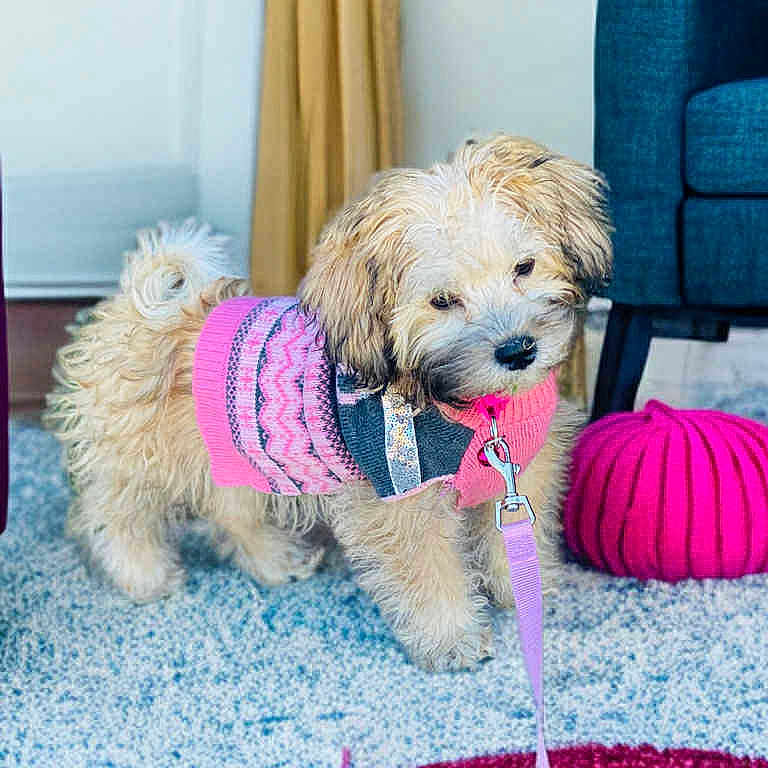 Princess joined the competition — help win amazing prizes! animal, carpet, chair, colorful, cozy, curtain, cute, dog, domestic_animal, floor, fluffy, furniture, indoor, leash, pet, pink, pouf, puppy, small_dog, sweater