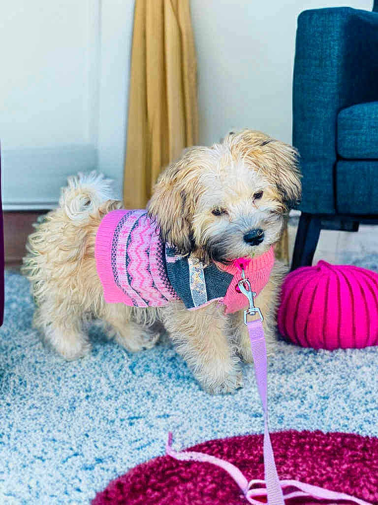 Princess joined the competition — help win amazing prizes! animal, carpet, chair, colorful, cozy, curtain, cute, dog, domestic_animal, floor, fluffy, furniture, indoor, leash, pet, pink, pouf, puppy, small_dog, sweater