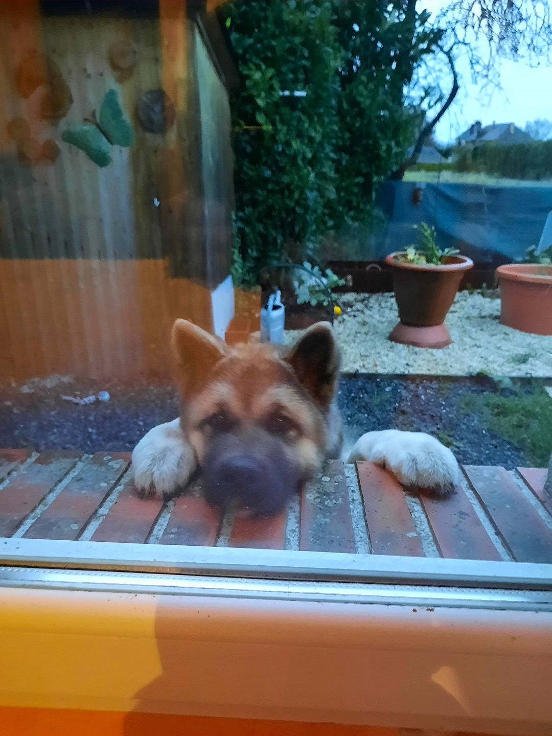Max participe au concours pour gagner de l'argent avec cette photo : canidae, carnivore, companion_dog, dog, dog_breed, door, fawn, flowerpot, fur, houseplant, non_sporting_group, plant, snout, sporting_group, terrestrial_animal, tree, window, windshield, wood, working_animal