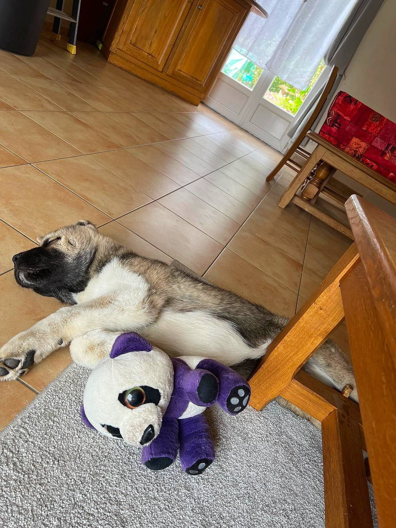 Max a rejoint le concours — aidez-le/la à gagner de superbes lots ! cabinetry, carnivore, comfort, companion_dog, dog, dog_breed, dog_supply, fawn, felidae, floor, flooring, fur, hardwood, paw, room, snout, tail, toy, wood, working_animal