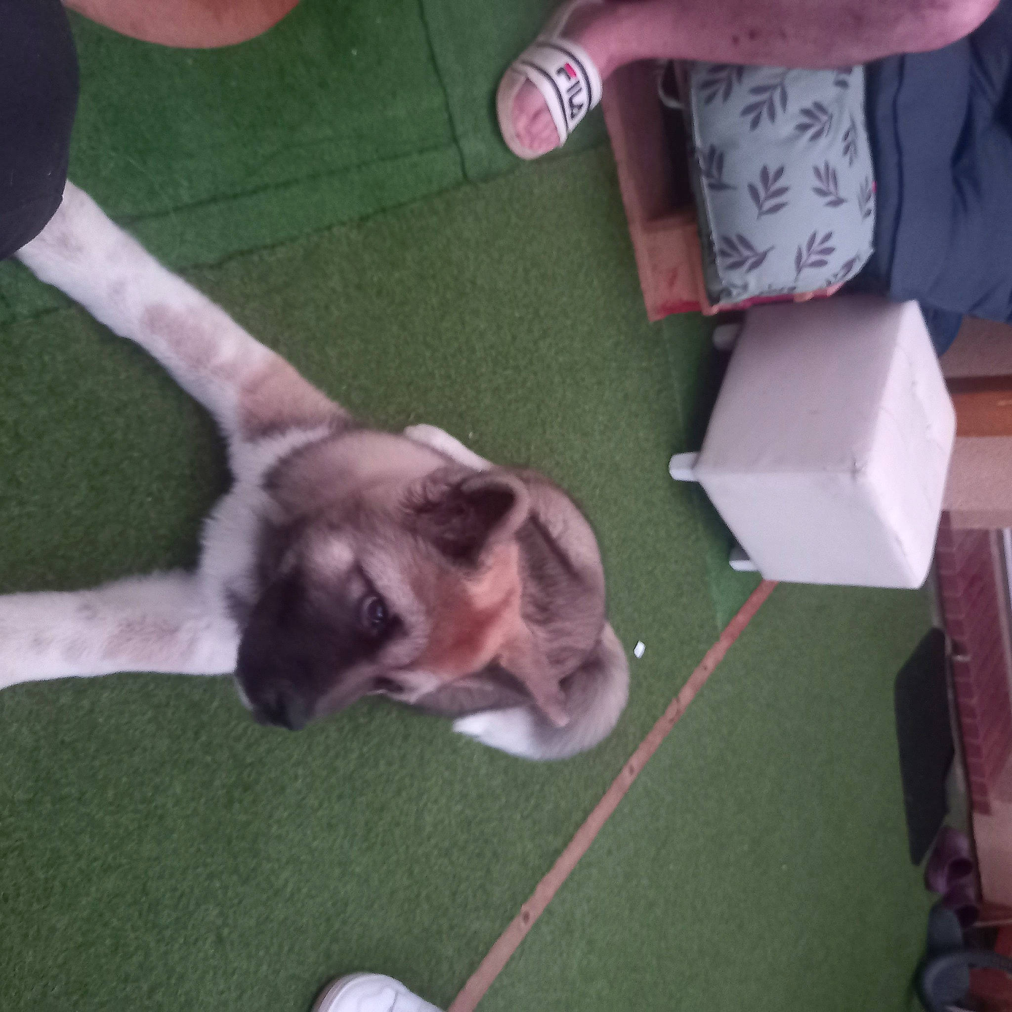 Max participe au concours pour gagner de l'argent avec cette photo : canidae, carnivore, cat, companion_dog, dog_breed, domestic_short_haired_cat, fawn, felidae, grass, hardwood, paper_product, paw, play, small_to_medium_sized_cats, sporting_group, tail, toy_dog, whiskers