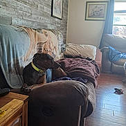 Luna joined the competition — help win amazing prizes! blanket, brown, couch, cozy, curtain, dog, floor, framed_picture, furniture, home, indoor, light, living_room, pet, pillow, relaxing, remote_control, toy, window, wooden_wall