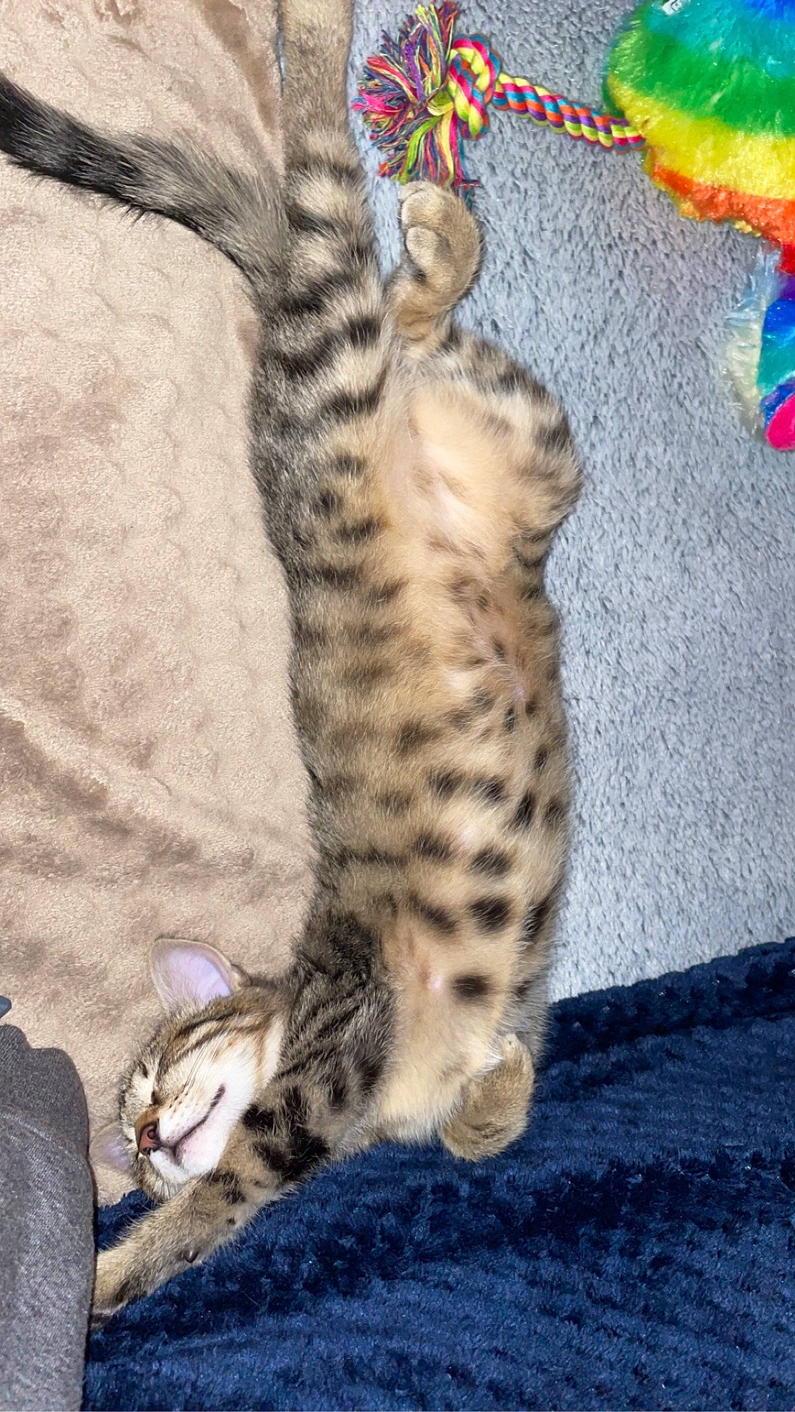 Ruby participe au concours pour gagner de l'argent avec cette photo : carnivore, cat, claw, comfort, domestic_short_haired_cat, fawn, felidae, foot, fur, mammal, pattern, paw, small_to_medium_sized_cats, snout, tail, terrestrial_animal, vertebrate, whiskers