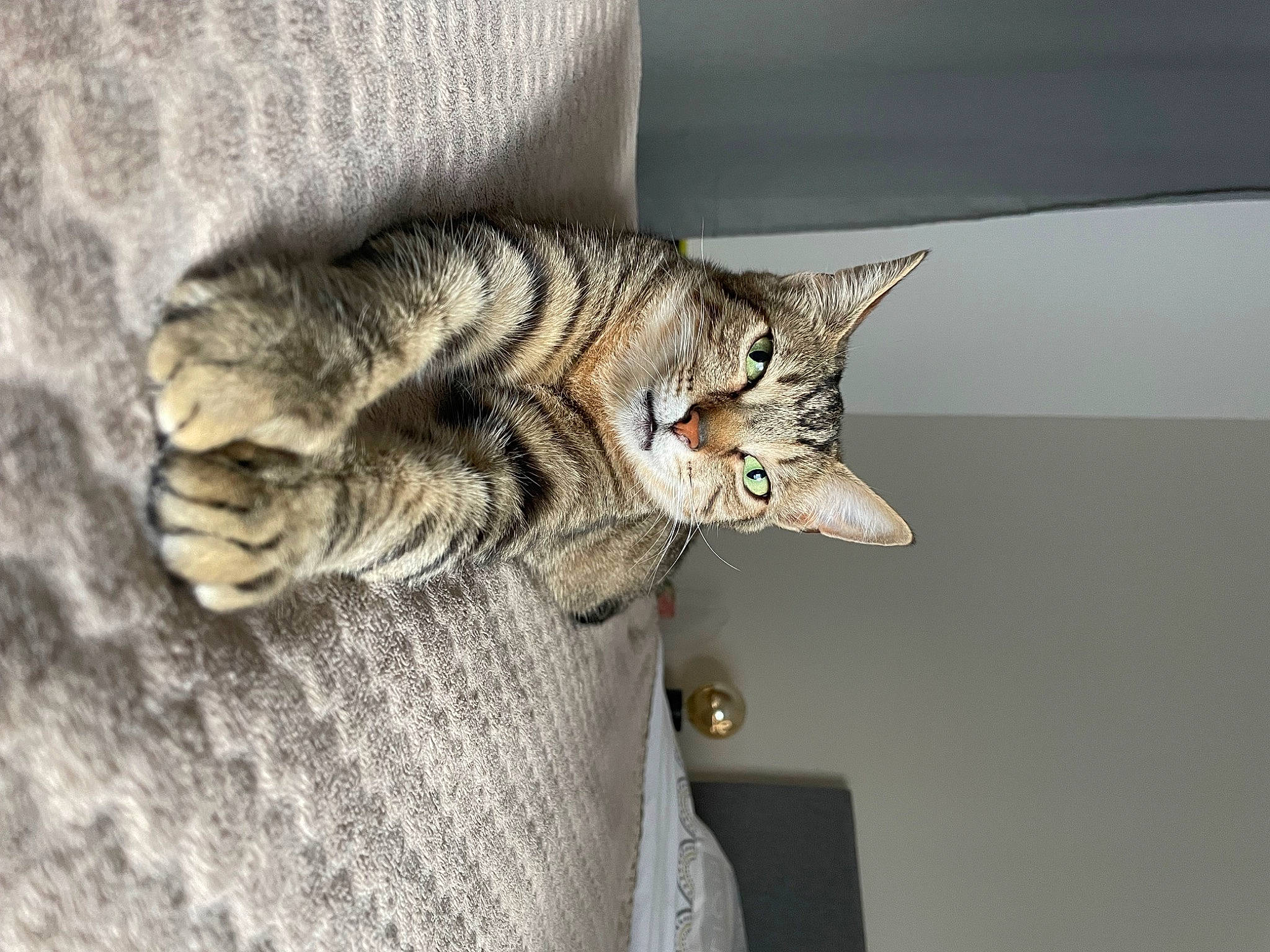 Ruby a rejoint le concours — aidez-le/la à gagner de superbes lots ! carnivore, cat, claw, domestic_short_haired_cat, eye, felidae, fur, organism, paw, small_to_medium_sized_cats, snout, tail, terrestrial_animal, tree, whiskers, wildlife, window, wood