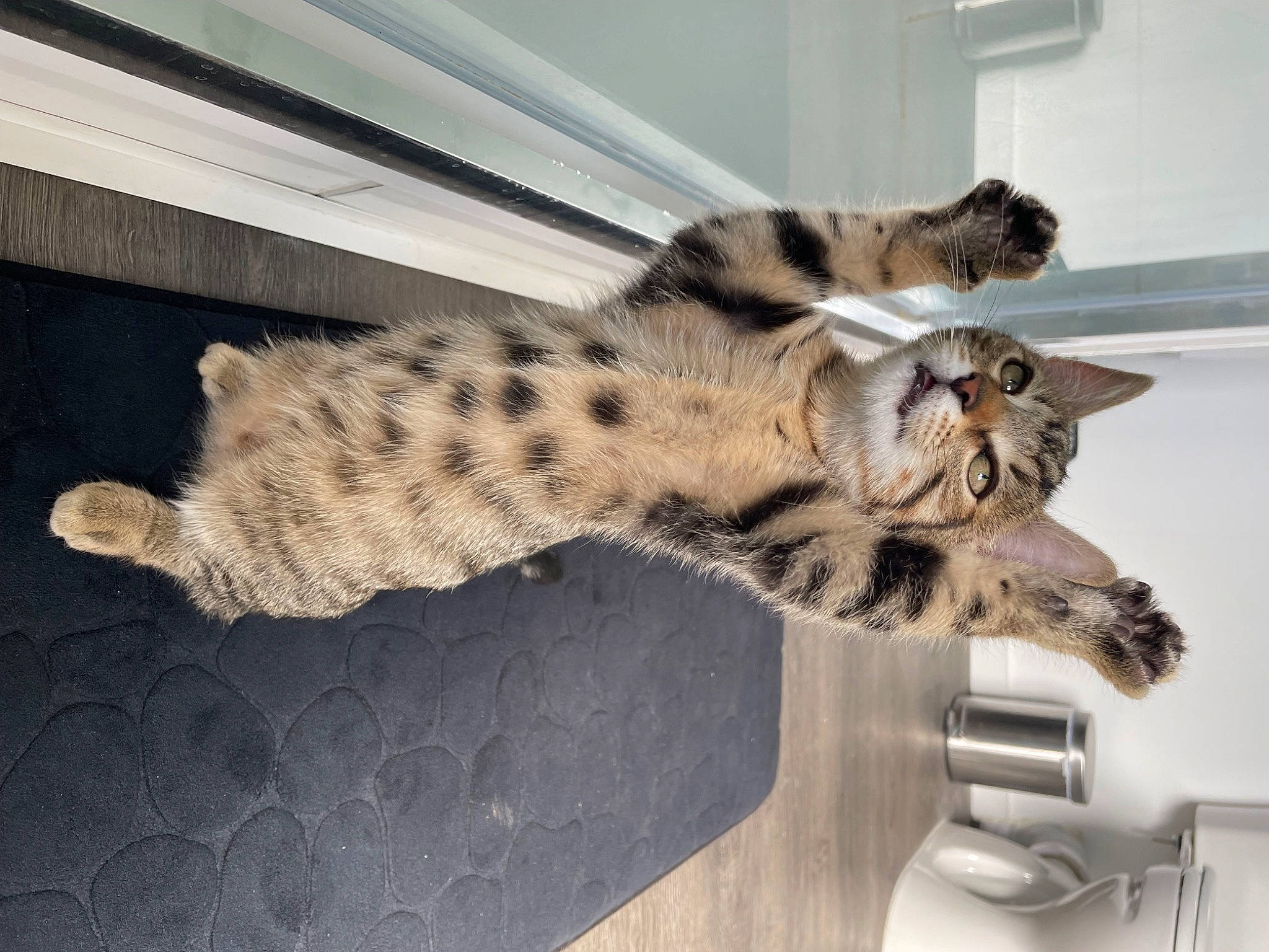 Ruby participe au concours pour gagner de l'argent avec cette photo : big_cats, carnivore, cat, claw, domestic_short_haired_cat, felidae, foot, fur, kitchen_utensil, leopard, paw, small_to_medium_sized_cats, snout, snow_leopard, tail, terrestrial_animal, toy, whiskers, wildlife, wood