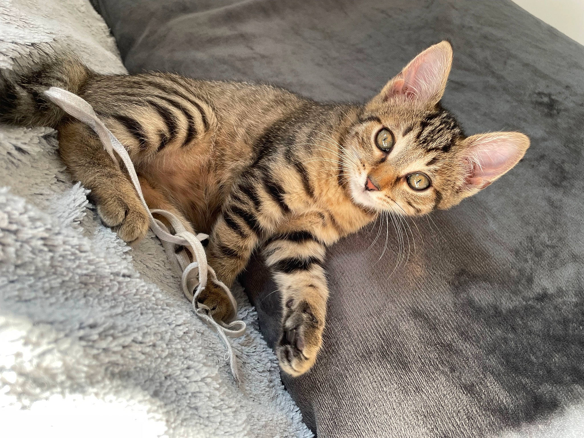 Ruby participe au concours pour gagner de l'argent avec cette photo : carnivore, cat, claw, domestic_short_haired_cat, eye, felidae, fur, paw, small_to_medium_sized_cats, snout, tail, terrestrial_animal, whiskers, wildlife