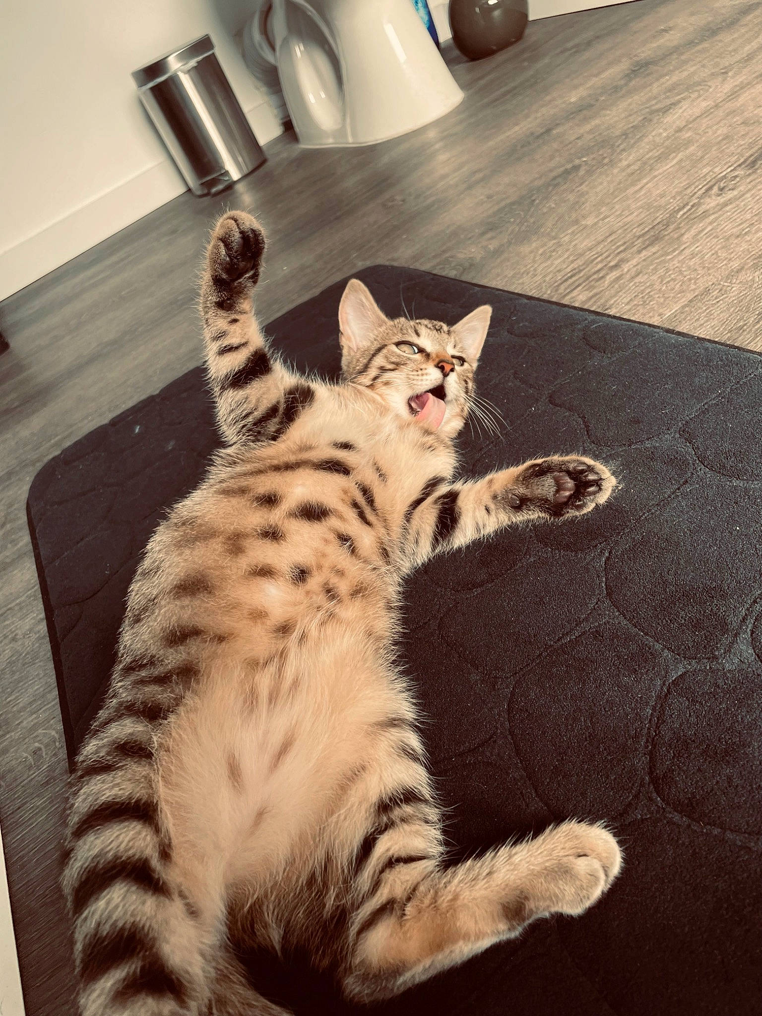 Ruby participe au concours pour gagner de l'argent avec cette photo : carnivore, cat, comfort, domestic_short_haired_cat, door, eye, felidae, floor, flooring, foot, fur, hardwood, mammal, metal, paw, room, small_to_medium_sized_cats, tail, whiskers, wood