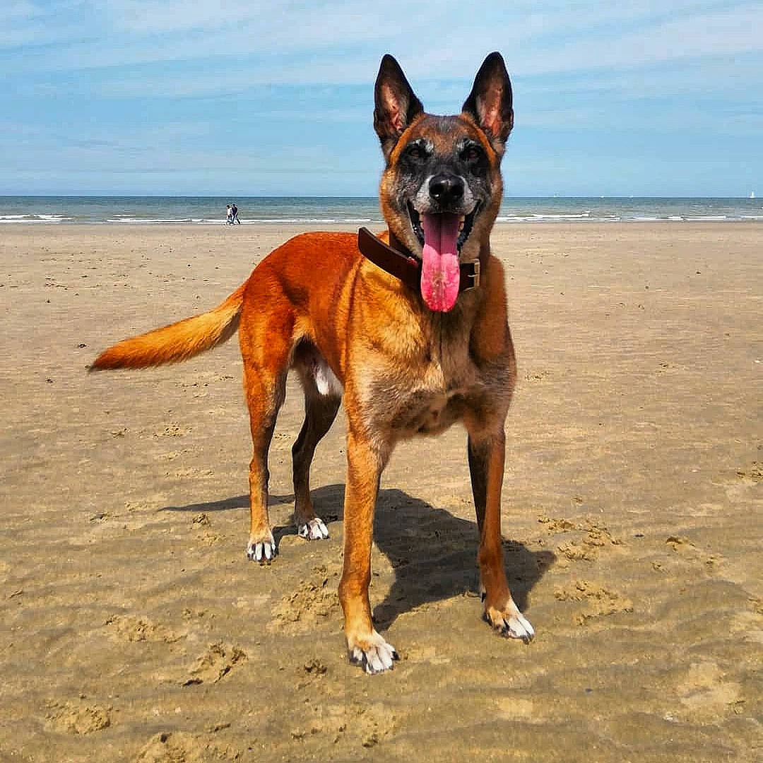 Gamin participe au concours pour gagner de l'argent avec cette photo : beach, canidae, carnivore, cloud, collar, companion_dog, dog, dog_breed, dog_collar, dog_supply, fawn, sand, sky, snout, sporting_group, terrestrial_animal, water, wildlife, working_animal, working_dog