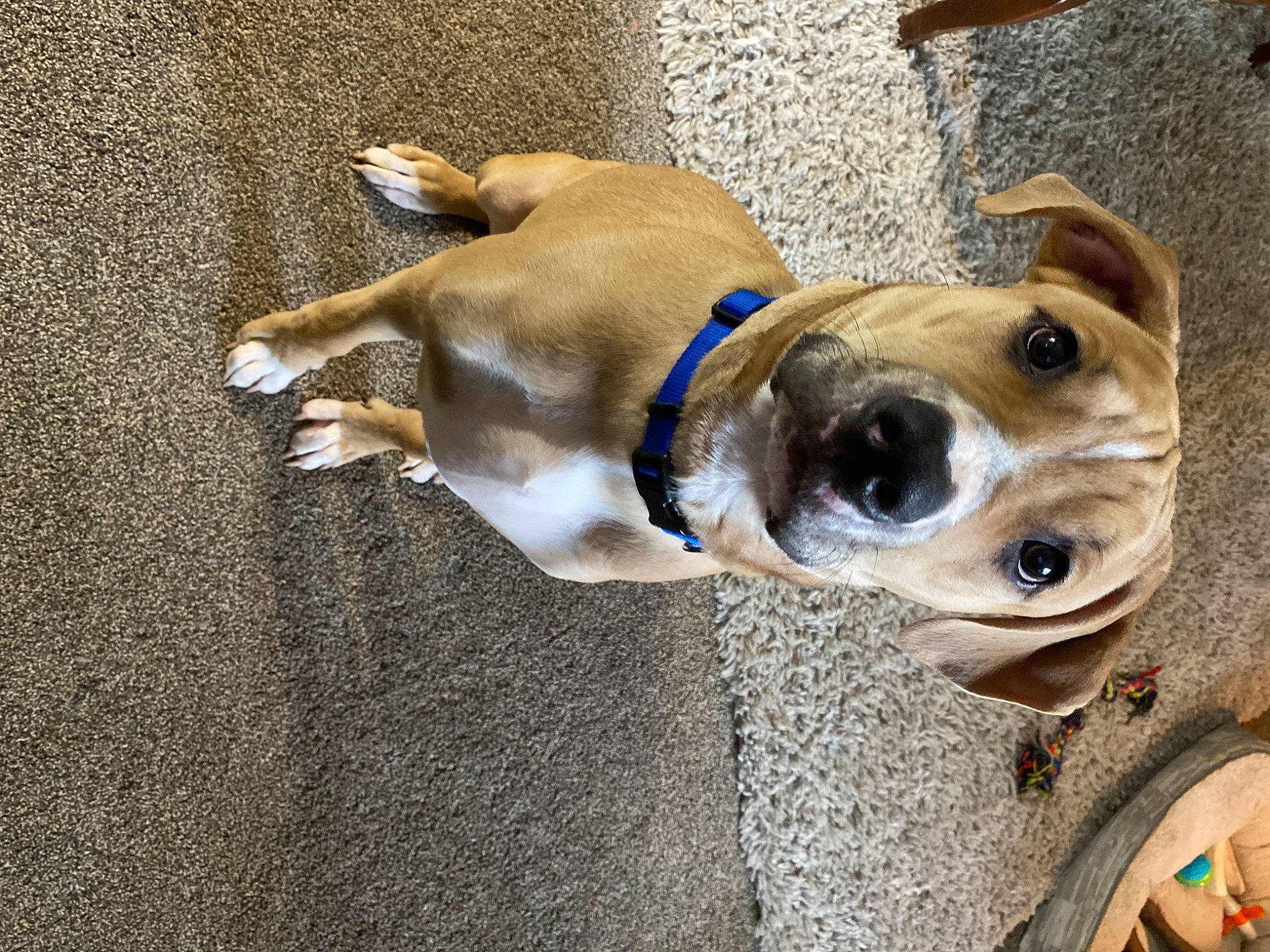 Ozzie joined the competition — help win amazing prizes! ancient_dog_breeds, canidae, carnivore, collar, companion_dog, dog, dog_breed, dog_clothes, dog_collar, dog_supply, fashion_accessory, fawn, leash, non_sporting_group, pet_supply, snout, sporting_group, whiskers, working_animal, working_dog