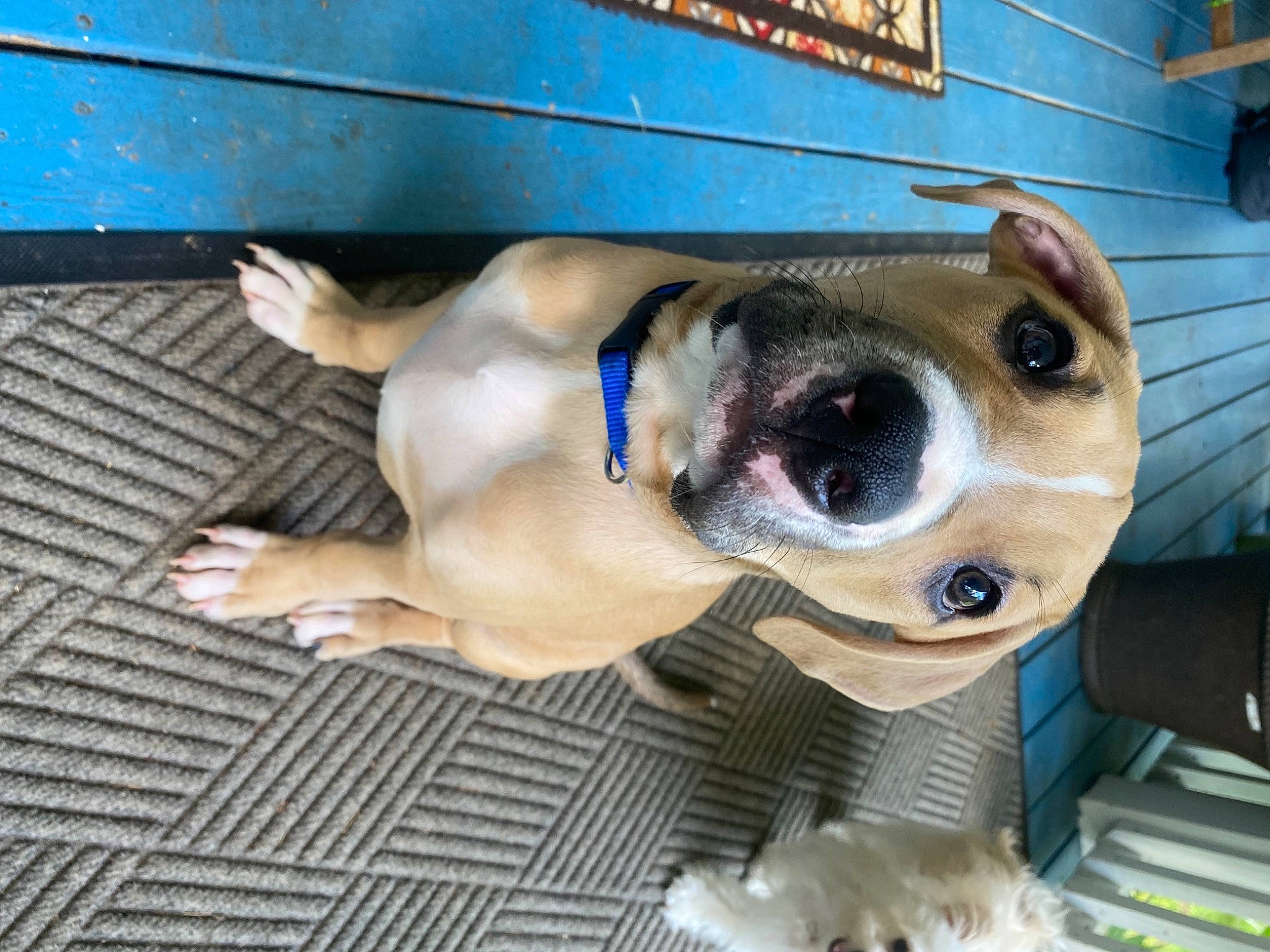 Ozzie joined the competition — help win amazing prizes! carnivore, collar, companion_dog, dog, dog_breed, dog_collar, dog_supply, electric_blue, eyewear, fawn, leash, non_sporting_group, pet_supply, snout, sunglasses, whiskers, working_animal, working_dog