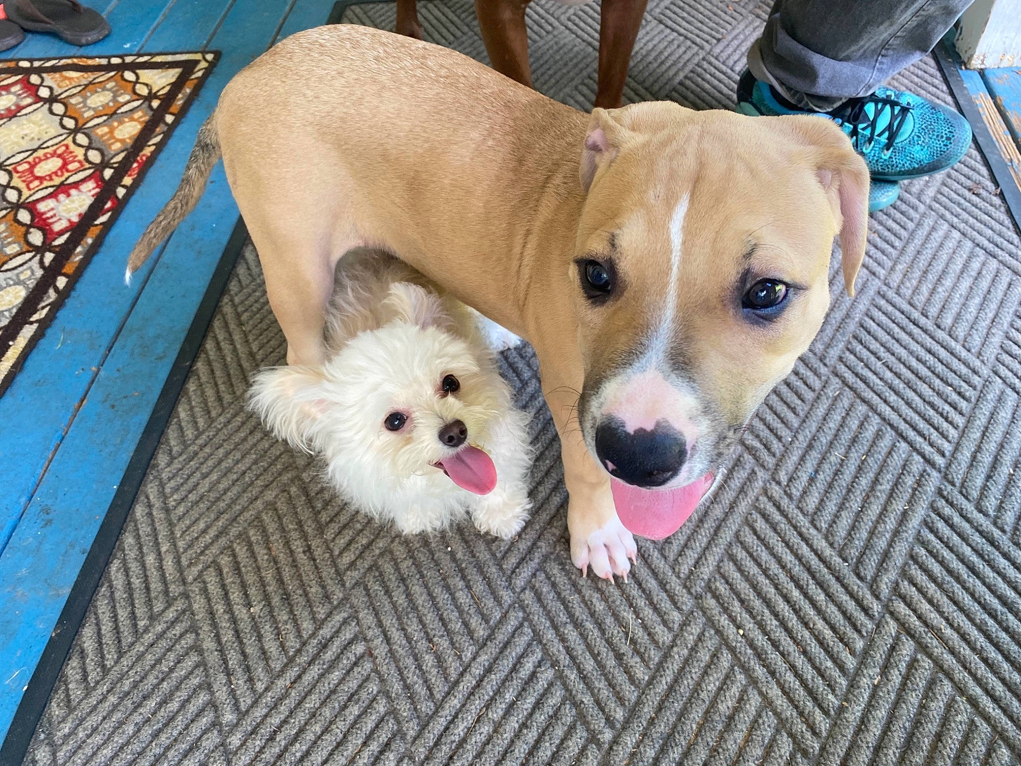 Ozzie joined the competition — help win amazing prizes! canidae, carnivore, companion_dog, dog, dog_bed, dog_breed, dog_supply, dog_toy, fawn, flooring, fur, paw, puppy_love, snout, spitz, sporting_group, toy, toy_dog, welsh_corgi, whiskers