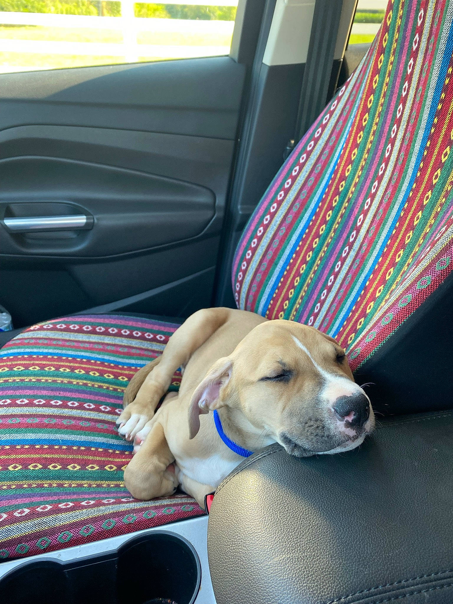 Ozzie is registered to the contest to win money with this photo: automotive_exterior, canidae, car, car_seat, car_seat_cover, carnivore, collar, comfort, companion_dog, couch, dog, dog_breed, family_car, fawn, motor_vehicle, plant, sporting_group, vehicle, vehicle_door, window