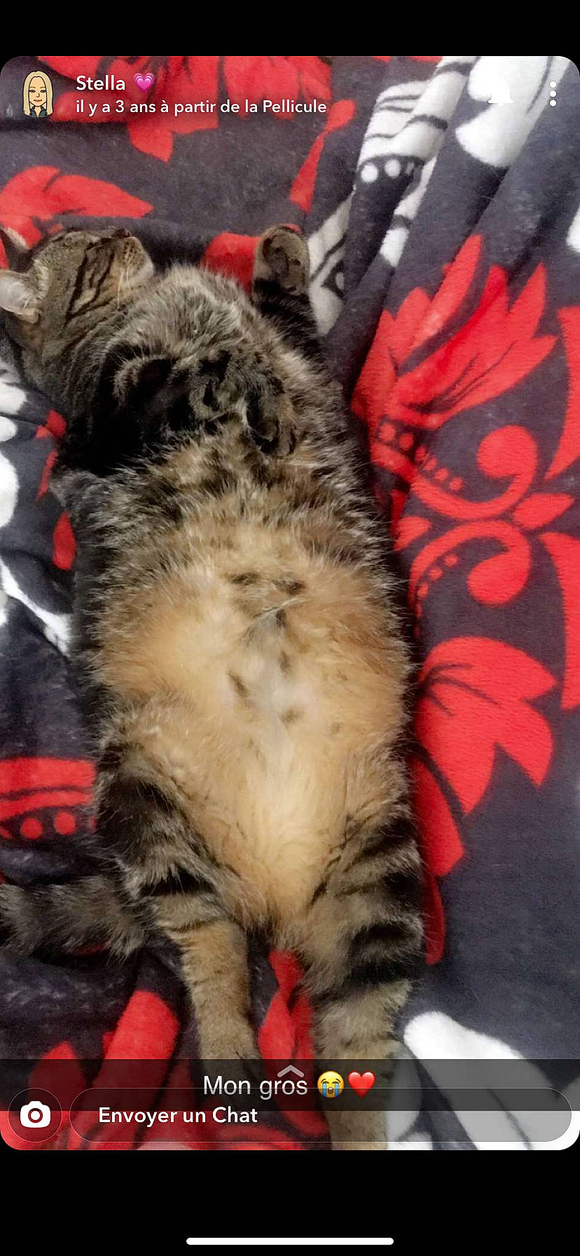 Bidouille a rejoint le concours — aidez-le/la à gagner de superbes lots ! carnivore, cat, european_shorthair, felidae, fur, kitten, small_to_medium_sized_cats, tabby_cat, whiskers