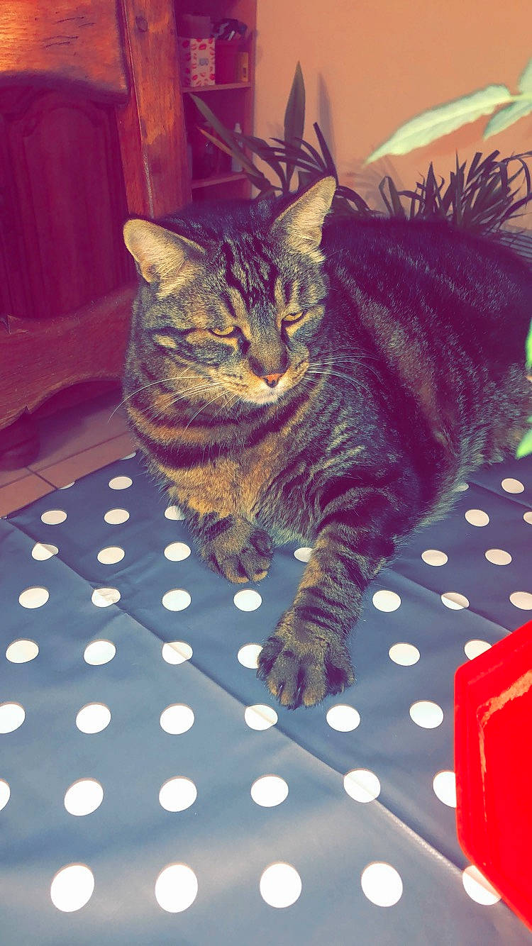 Bidouille participe au concours pour gagner de l'argent avec cette photo : american_shorthair, asian, bengal, california_spangled, carnivore, cat, domestic_short_haired_cat, dragon_li, egyptian_mau, european_shorthair, felidae, german_rex, kitten, mammal, pixie_bob, small_to_medium_sized_cats, tabby_cat, toyger, whiskers, wild_cat