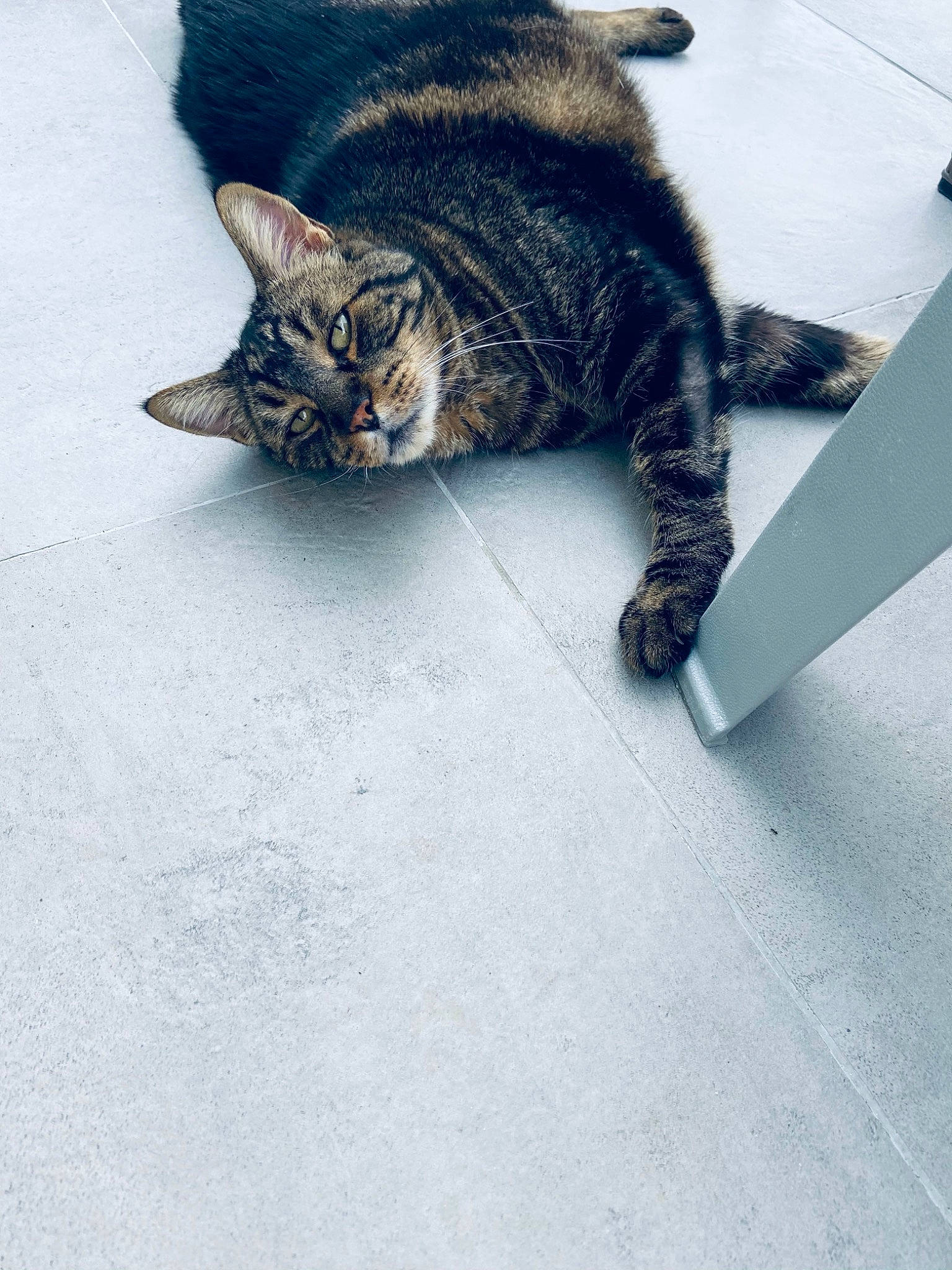 Bidouille a rejoint le concours — aidez-le/la à gagner de superbes lots ! asphalt, carnivore, cat, domestic_short_haired_cat, eye, felidae, floor, flooring, fur, grey, human_leg, leg, paw, plant, road_surface, small_to_medium_sized_cats, snout, tail, whiskers, wood