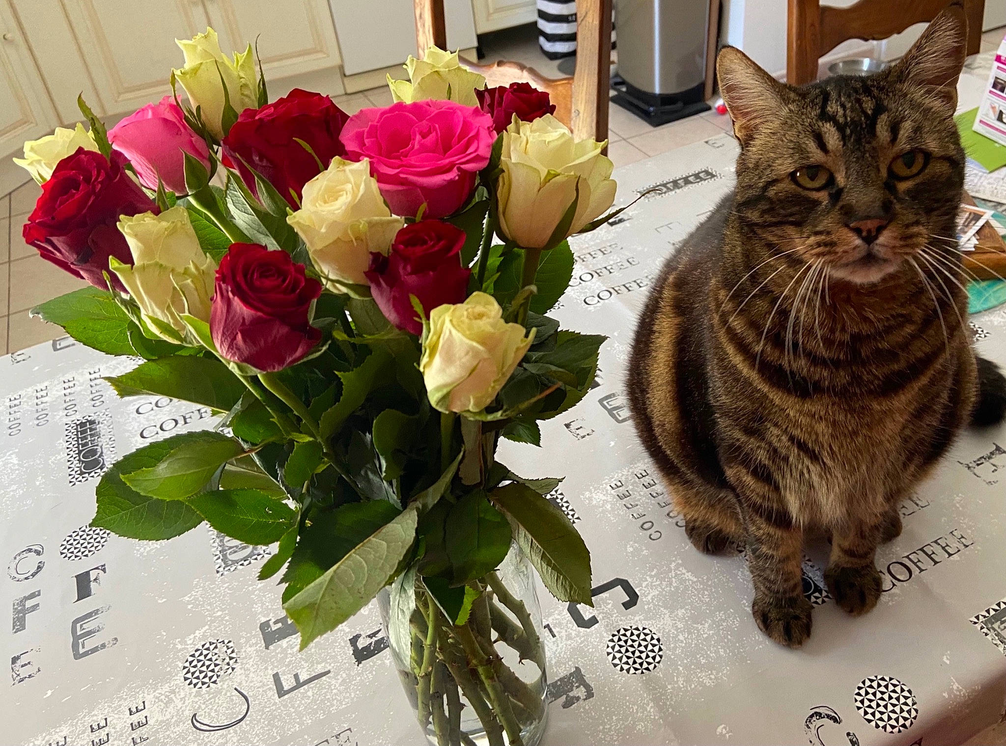 Bidouille a rejoint le concours — aidez-le/la à gagner de superbes lots ! artificial_flower, bouquet, carnivore, cat, creative_arts, cut_flowers, felidae, flower, flower_arranging, flowering_plant, flowerpot, houseplant, hybrid_tea_rose, petal, plant, rose, rose_family, rose_order, small_to_medium_sized_cats, whiskers