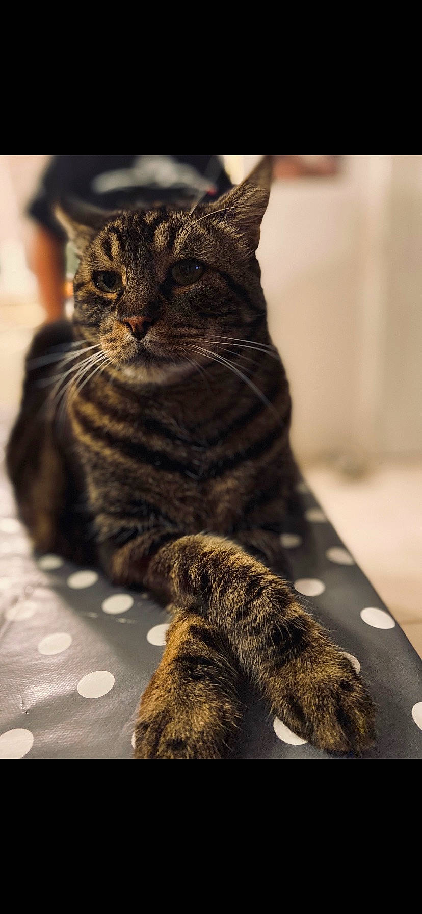 Bidouille participe au concours pour gagner de l'argent avec cette photo : carnivore, cat, claw, comfort, domestic_short_haired_cat, felidae, fur, grey, paw, sitting, small_to_medium_sized_cats, snout, tail, terrestrial_animal, tree, whiskers, wildlife