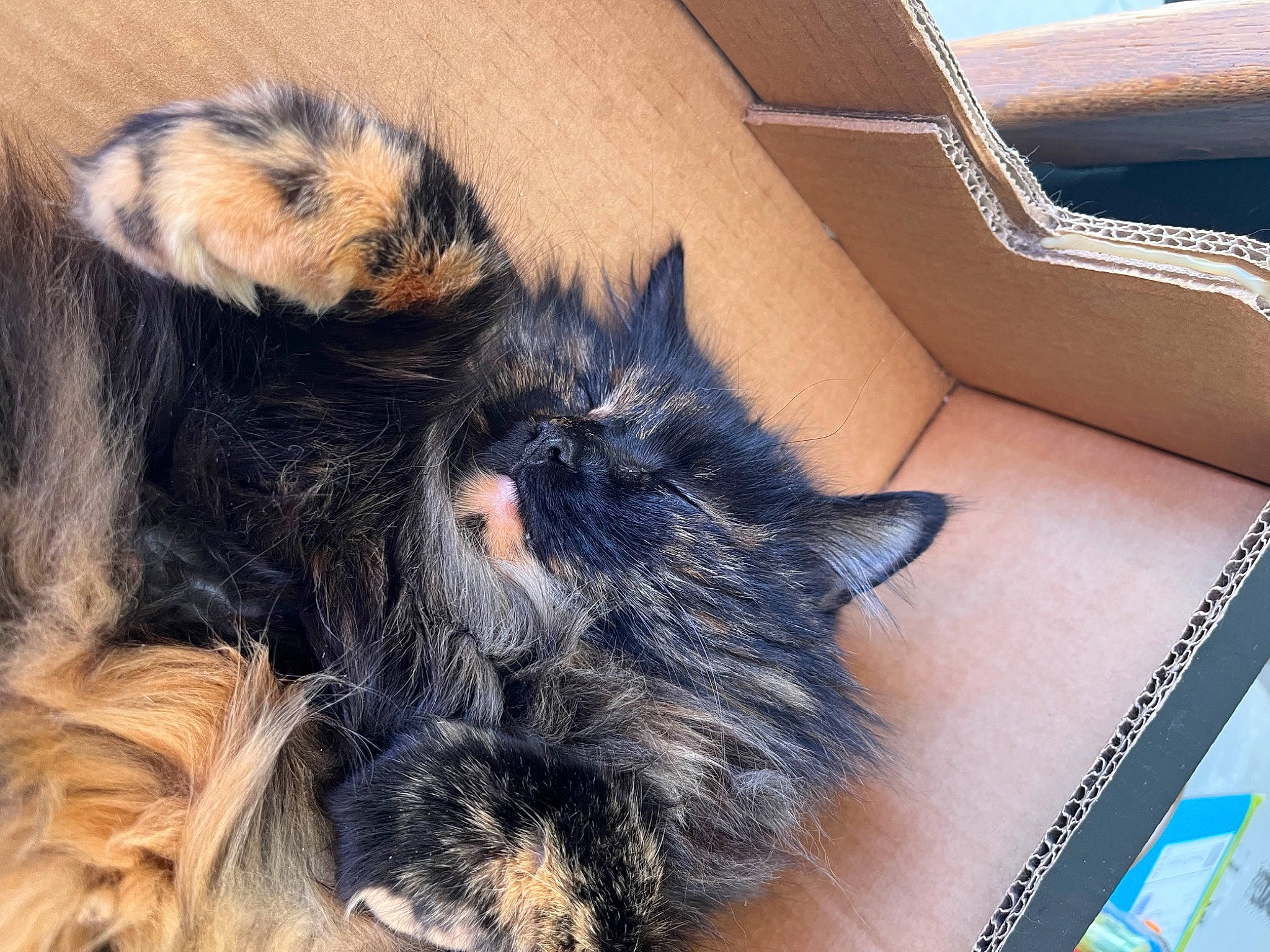 Zora a rejoint le concours — aidez-le/la à gagner de superbes lots ! canidae, carnivore, cat, claw, comfort, couch, dog_breed, domestic_short_haired_cat, ear, felidae, foot, fur, human_leg, paw, small_to_medium_sized_cats, snout, sporting_group, tail, terrestrial_animal, whiskers