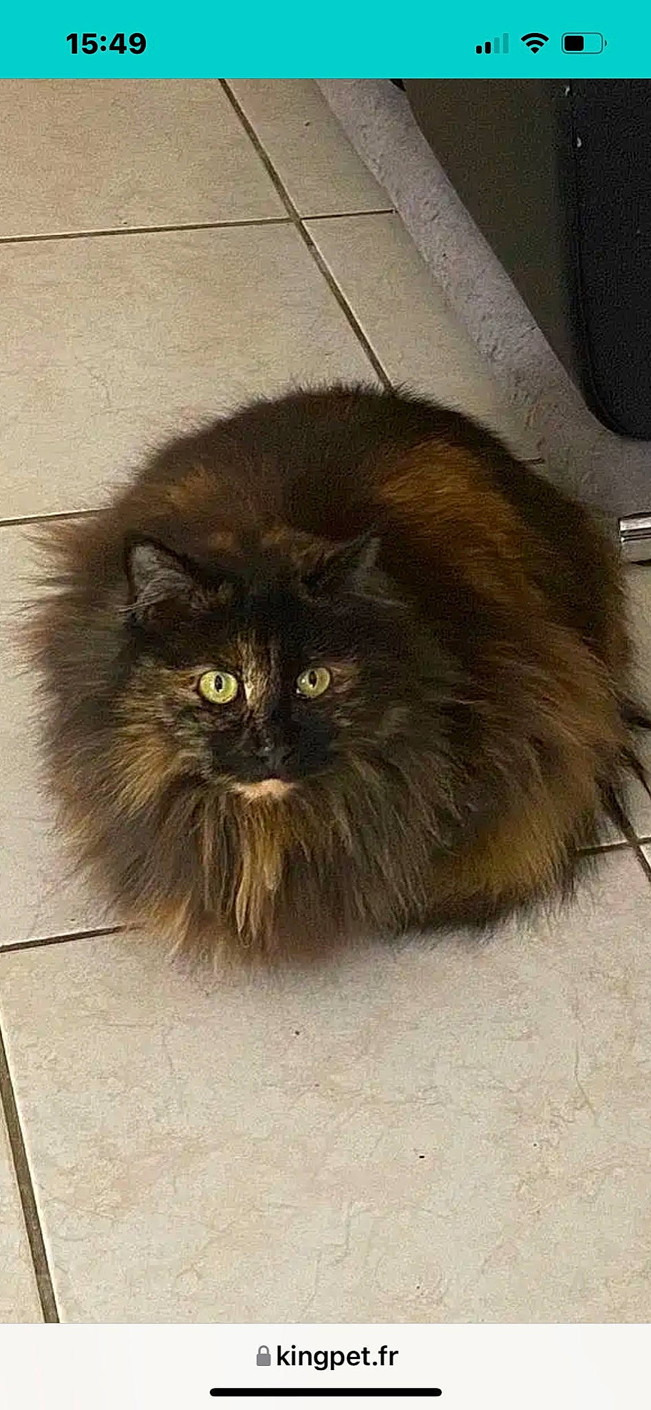 Zora a rejoint le concours — aidez-le/la à gagner de superbes lots ! british_longhair, carnivore, cat, claw, companion_dog, eye, fawn, felidae, flooring, fur, persian, road_surface, small_to_medium_sized_cats, snout, tail, terrestrial_animal, whiskers