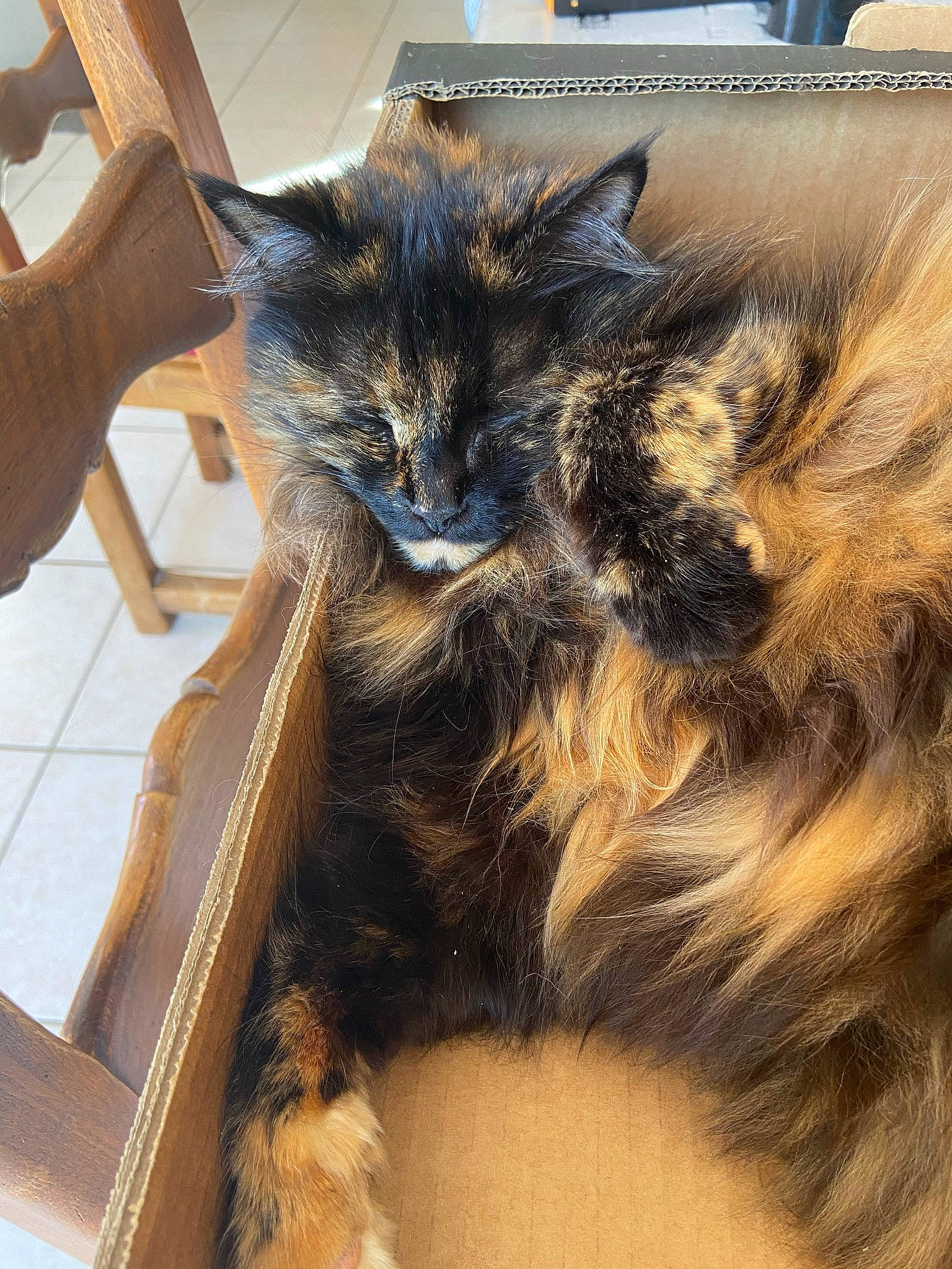 Zora participe au concours pour gagner de l'argent avec cette photo : carnivore, cat, cat_supply, chair, claw, domestic_short_haired_cat, fawn, felidae, flooring, fur, houseplant, paw, small_to_medium_sized_cats, snout, tail, terrestrial_animal, whiskers, window, wood