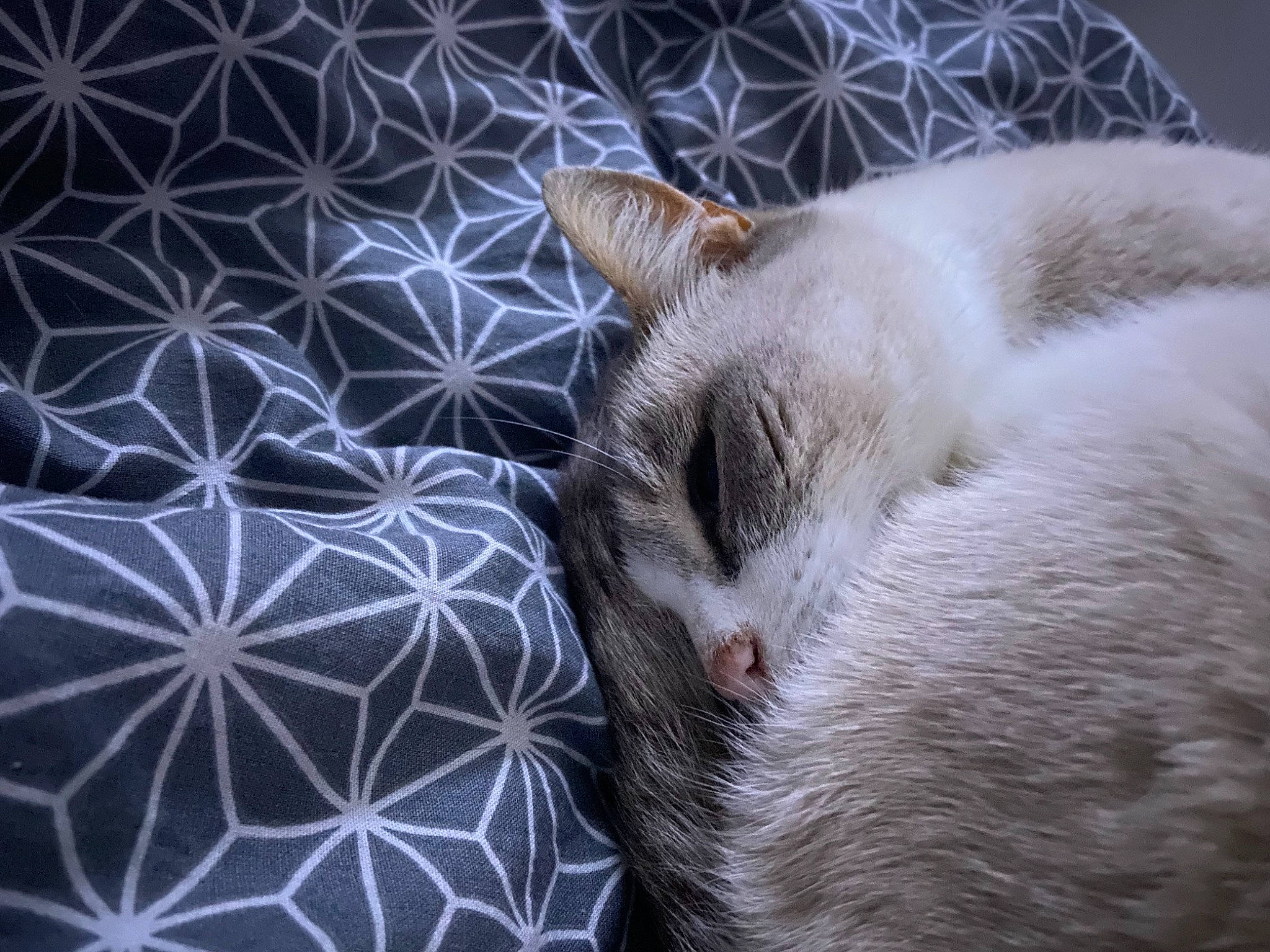 Heidi a rejoint le concours — aidez-le/la à gagner de superbes lots ! canidae, carnivore, cat, claw, close_up, cloud, comfort, domestic_short_haired_cat, electric_blue, fawn, felidae, fur, linens, pattern, paw, sky, small_to_medium_sized_cats, snout, tail, whiskers