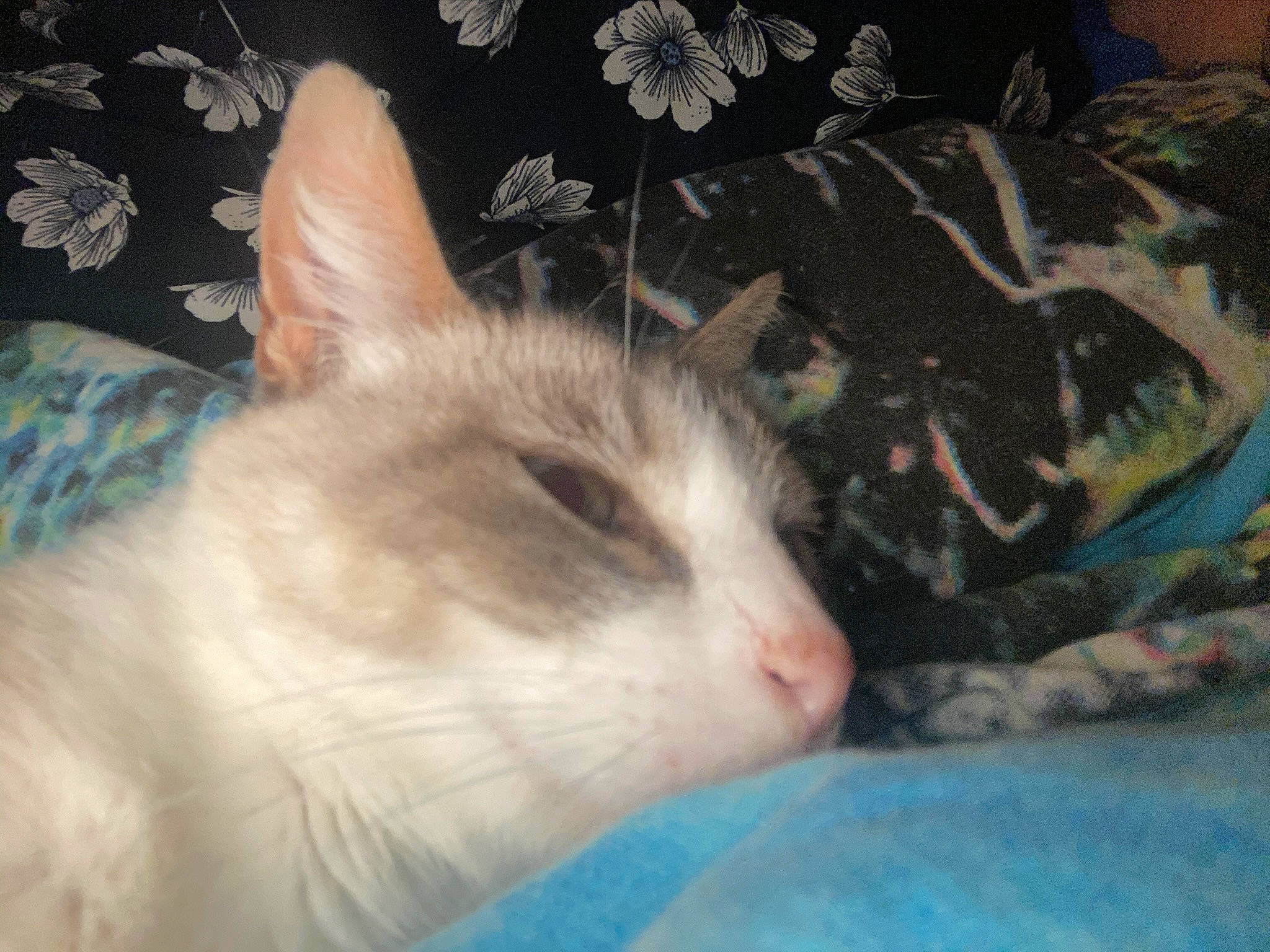 Heidi participe au concours pour gagner de l'argent avec cette photo : carnivore, cat, comfort, couch, domestic_short_haired_cat, felidae, fur, linens, nap, paw, sleep, small_to_medium_sized_cats, snout, tail, whiskers