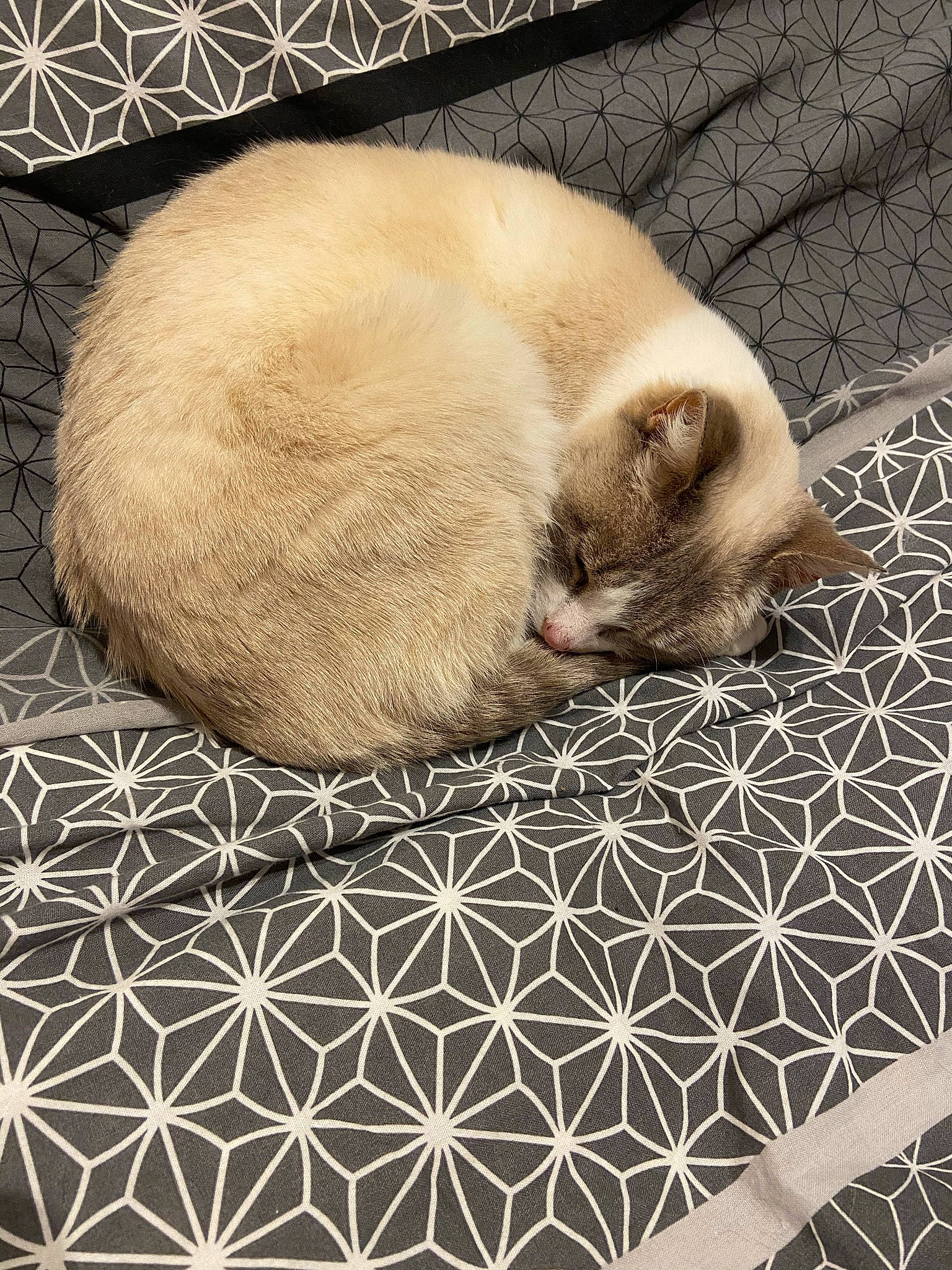 Heidi a rejoint le concours — aidez-le/la à gagner de superbes lots ! carnivore, cat, cat_bed, cat_supply, claw, close_up, comfort, fawn, felidae, flooring, fur, grey, linens, pattern, siamese, small_to_medium_sized_cats, snout, tail, terrestrial_animal, whiskers