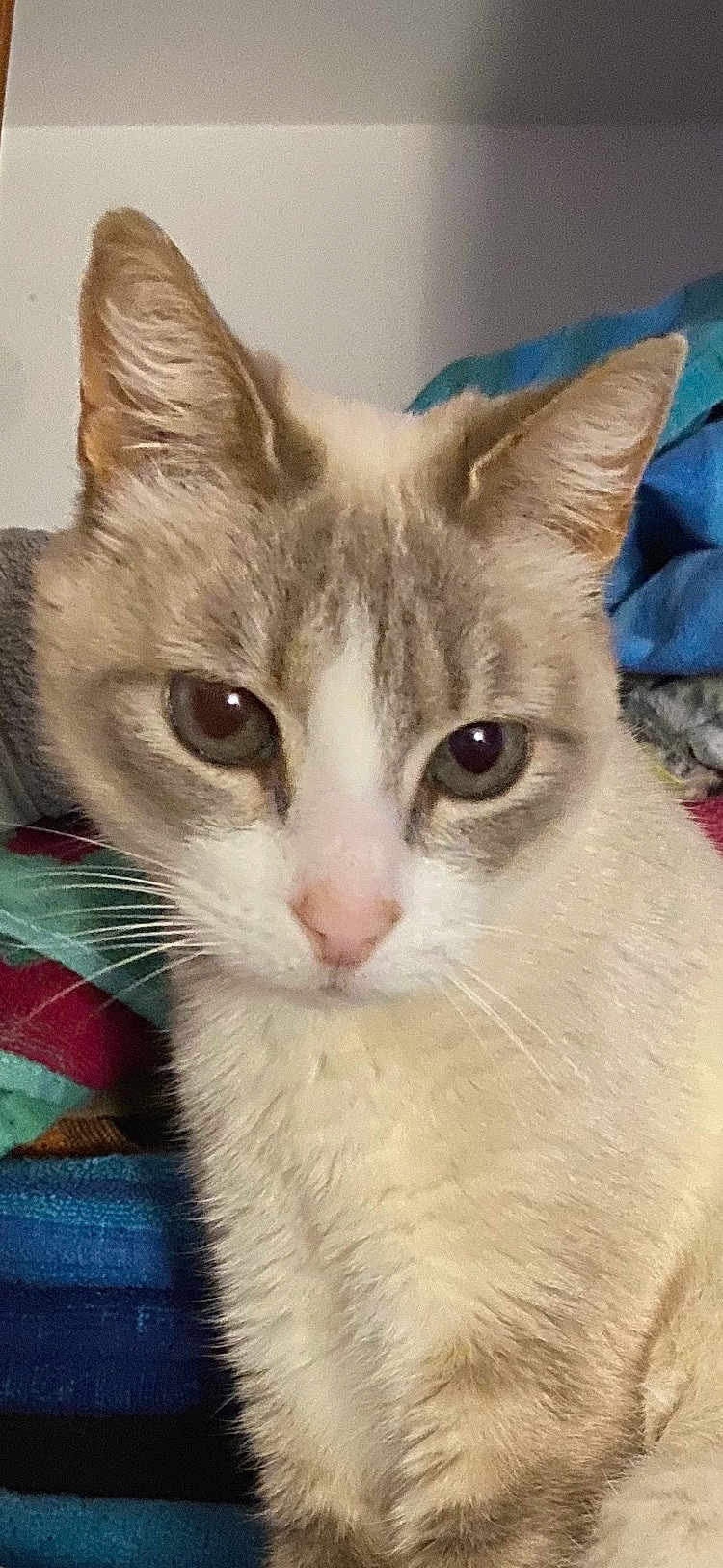 Heidi