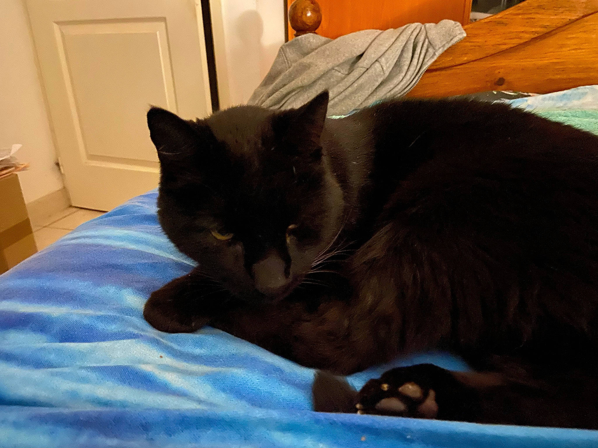 Bouba a rejoint le concours — aidez-le/la à gagner de superbes lots ! bed, black_cat, carnivore, cat, cat_supply, comfort, domestic_short_haired_cat, door, felidae, fur, hardwood, lap, linens, nap, room, sitting, small_to_medium_sized_cats, snout, tail, whiskers