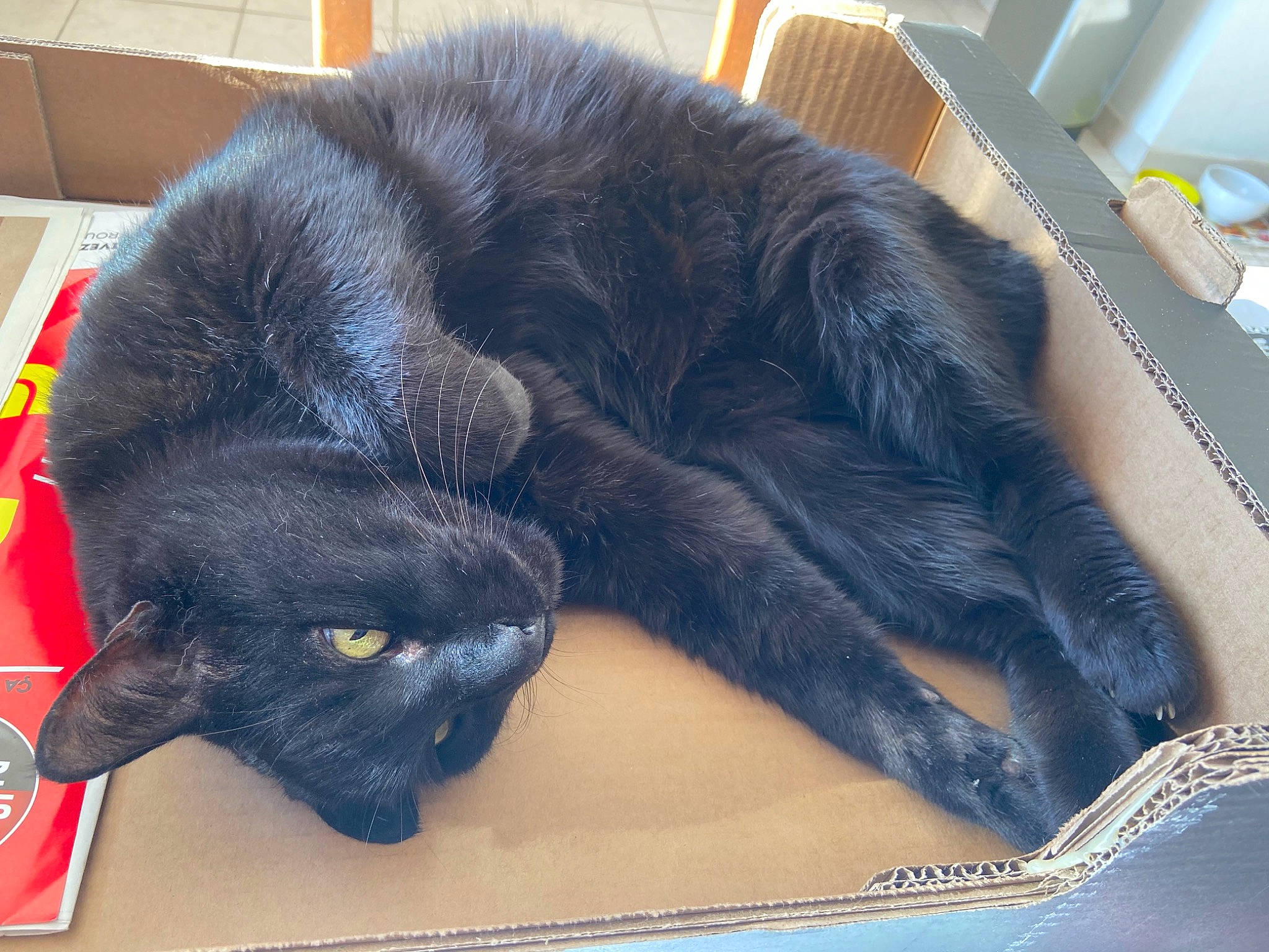 Bouba participe au concours pour gagner de l'argent avec cette photo : black_cat, bombay, box, carnivore, carton, cat, claw, comfort, domestic_short_haired_cat, felidae, fur, nap, paw, shipping_box, small_to_medium_sized_cats, snout, tail, terrestrial_animal, whiskers