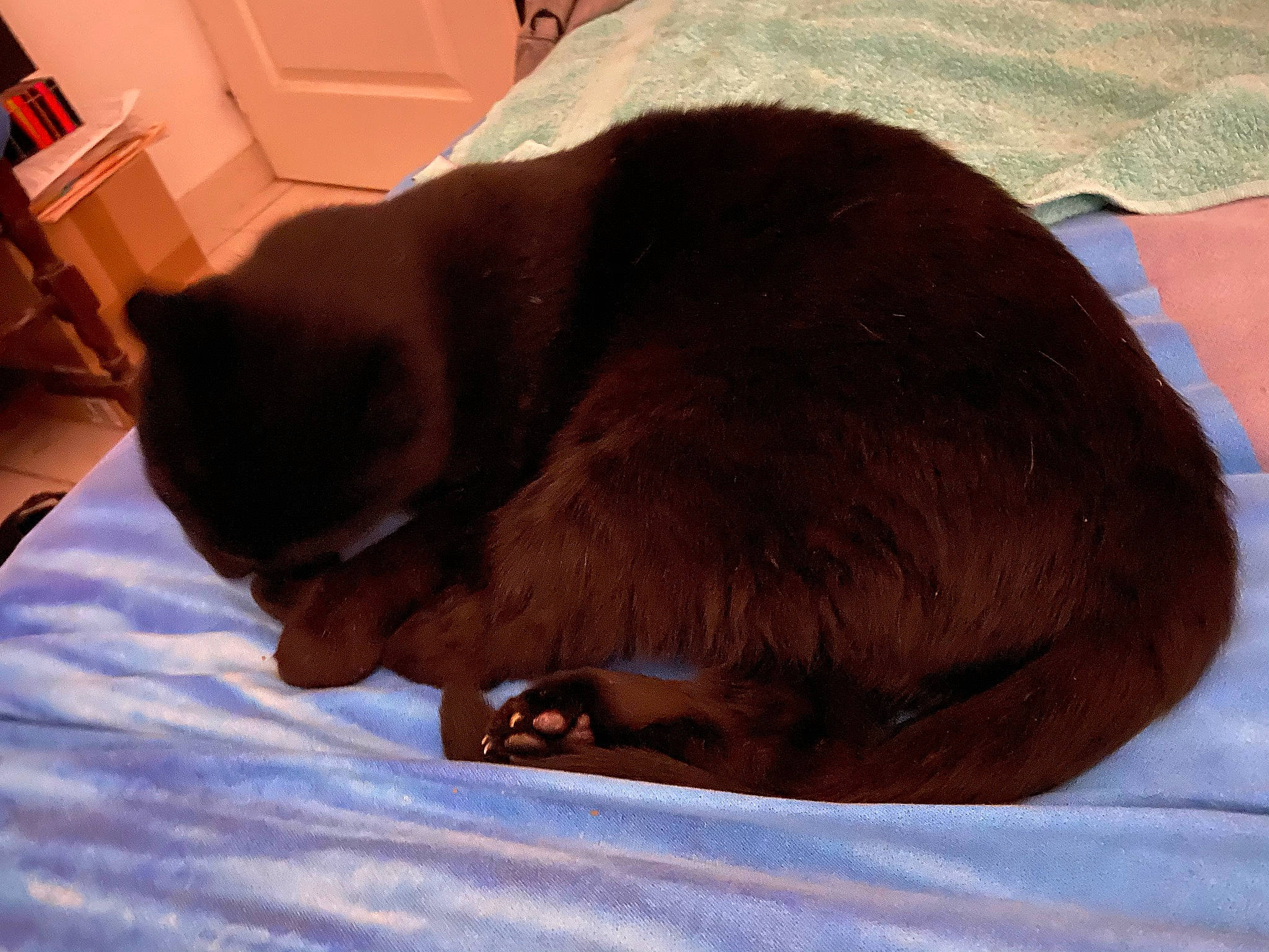 Bouba a rejoint le concours — aidez-le/la à gagner de superbes lots ! black_cat, brown, canidae, carnivore, cat, claw, comfort, dog_breed, domestic_short_haired_cat, ear, fawn, felidae, fur, liver, small_to_medium_sized_cats, snout, tail, thai, tonkinese, whiskers