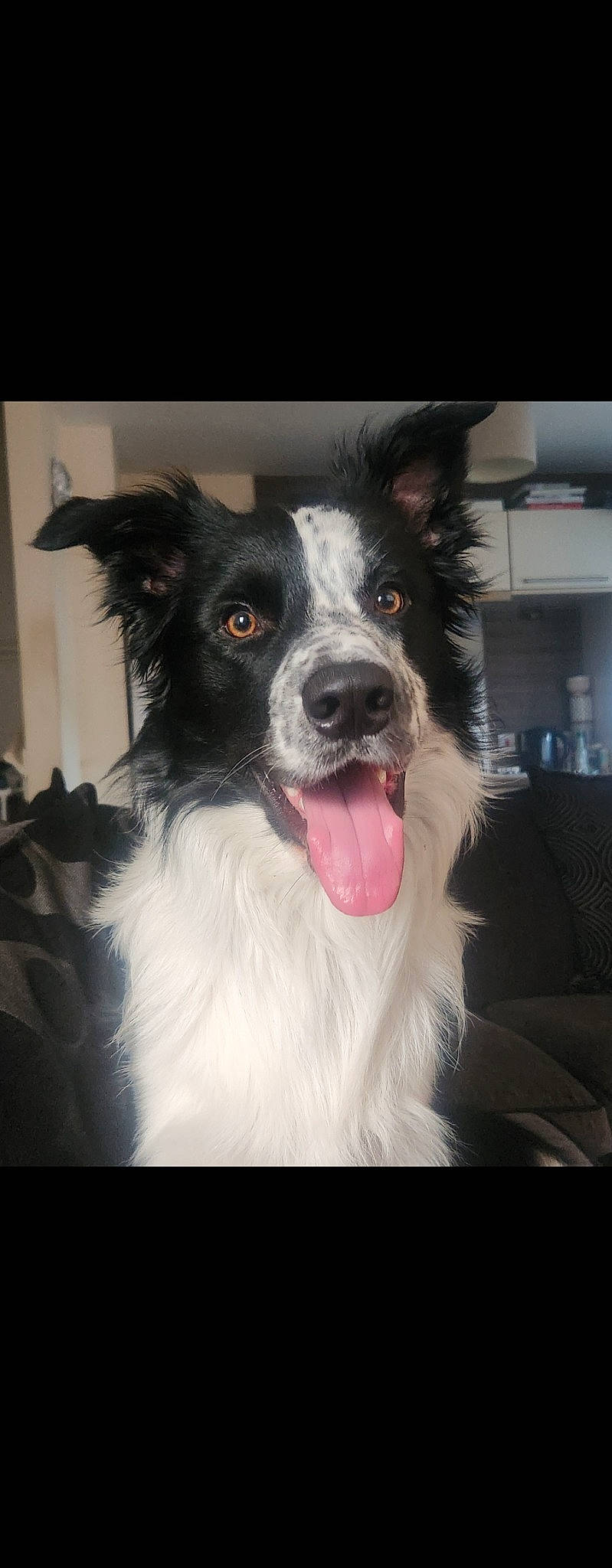 Max joined the competition — help win amazing prizes! australian_collie, border_collie, carnivore, companion_dog, dog, dog_breed, ear, fang, fur, herding_dog, shout, smile, sporting_group, whiskers, working_dog