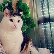Néo a rejoint le concours — aidez-le/la à gagner de superbes lots ! cat, kitten, pet, animal, white_cat, tabby_cat, sitting, portrait, indoors, bed, blanket, floral_pattern, plant, window, curtains, summer, butterfly, cozy, cute, photography