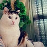 cat, kitten, pet, animal, white_cat, tabby_cat, sitting, portrait, indoors, bed, blanket, floral_pattern, plant, window, curtains, summer, butterfly, cozy, cute, photography