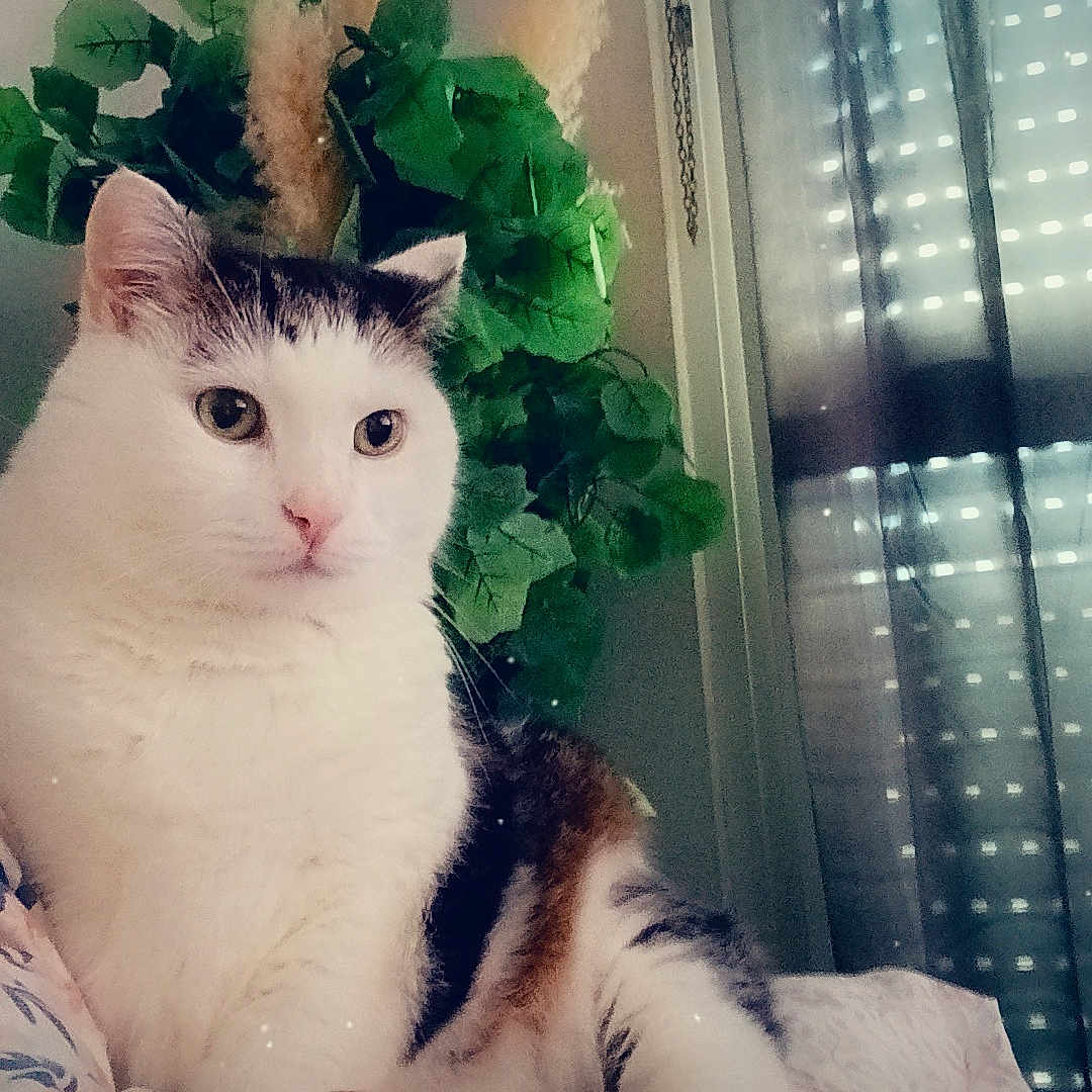 Néo a rejoint le concours — aidez-le/la à gagner de superbes lots ! cat, kitten, pet, animal, white_cat, tabby_cat, sitting, portrait, indoors, bed, blanket, floral_pattern, plant, window, curtains, summer, butterfly, cozy, cute, photography