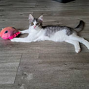 Appy participe au concours pour gagner de l'argent avec cette photo : animal, cat, curious, cute, domestic_cat, feline, floor, gray, indoor, kitten, pet, pink, playful, plush_toy, stretching, toy, white, wide_eyes, wood_floor, young_cat