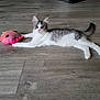 animal, cat, curious, cute, domestic_cat, feline, floor, gray, indoor, kitten, pet, pink, playful, plush_toy, stretching, toy, white, wide_eyes, wood_floor, young_cat