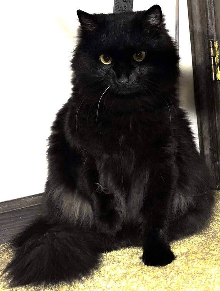 Onyx is registered to the contest to win money with this photo: asian_semi_longhair, black_cat, bombay, british_longhair, british_semi_longhair, carnivore, cat, cymric, domestic_long_haired_cat, felidae, fur, maine_coon, mammal, norwegian_forest_cat, persian, ragamuffin, small_to_medium_sized_cats, turkish_angora, vertebrate, whiskers