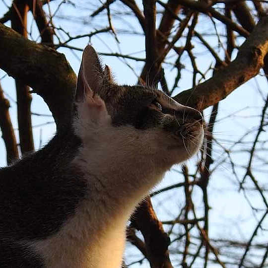 Rooty