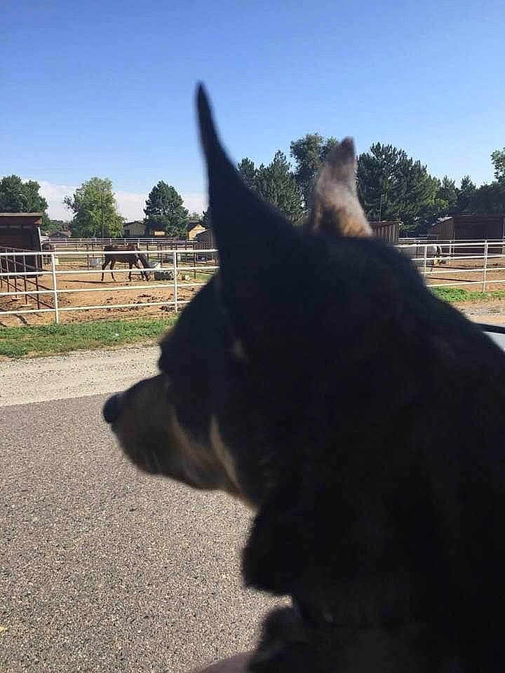 Tanner joined the competition — help win amazing prizes! carnivore, dog, dog_breed, fawn, fence, gesture, grass, herding_dog, mammal, plant, sky, snout, sporting_group, tail, terrestrial_animal, tints_and_shades, tree, vertebrate, whiskers, working_animal