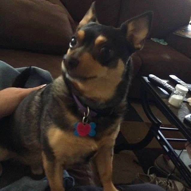 Tanner joined the competition — help win amazing prizes! canidae, carnivore, chair, collar, companion_dog, couch, dog, dog_breed, dog_collar, ear, fashion_accessory, fawn, fur, paw, snout, sporting_group, terrestrial_animal, toy_dog, whiskers, working_animal