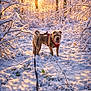 dog, snow, winter, forest, leash, harness, trees, sunlight, snowy_path, outdoor, nature, cold, pet, animal, daylight, walking, scenery, branches, morning, canine