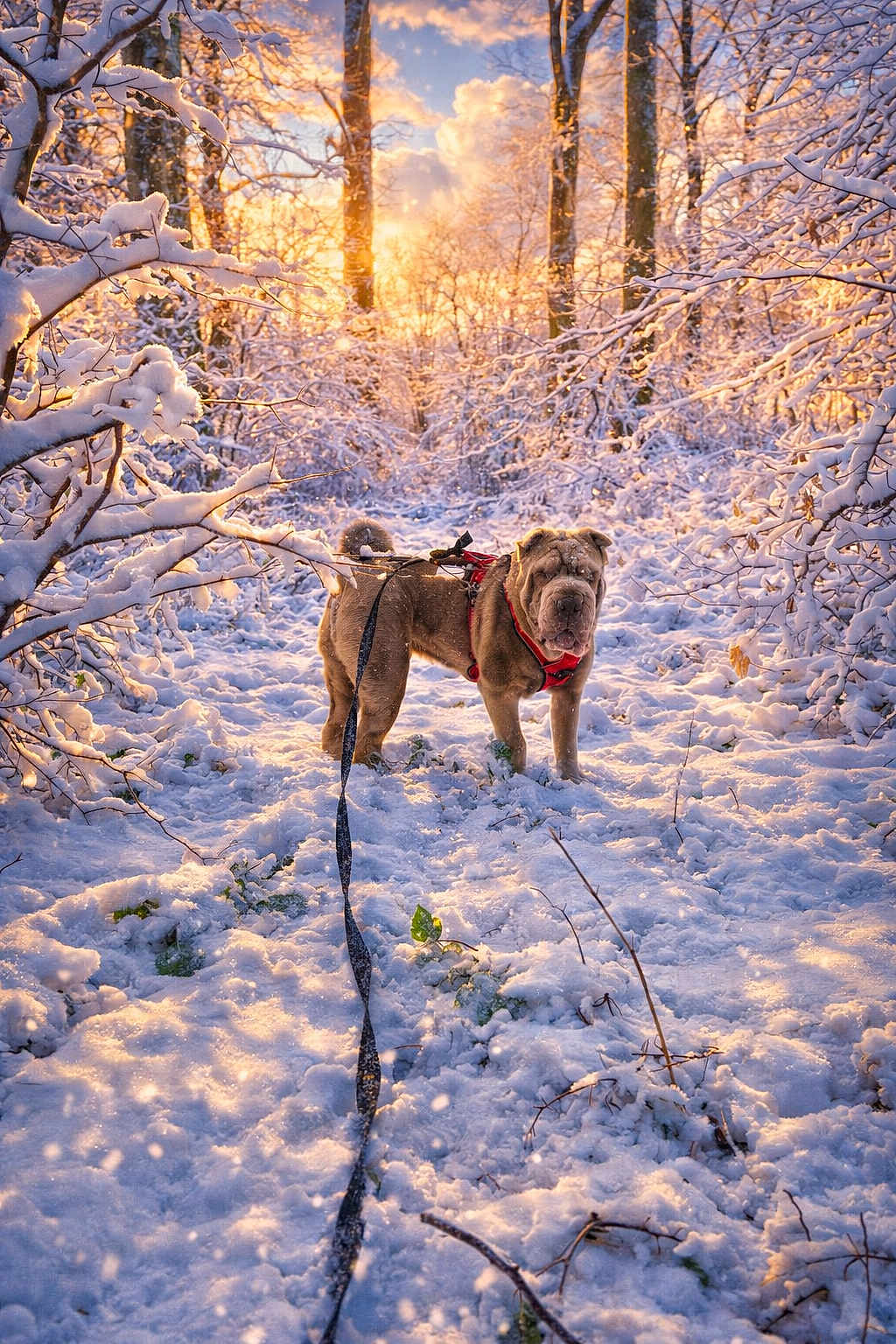 Ted participe au concours pour gagner de l'argent avec cette photo : dog, snow, winter, forest, leash, harness, trees, sunlight, snowy_path, outdoor, nature, cold, pet, animal, daylight, walking, scenery, branches, morning, canine