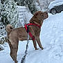 Ted participe au concours pour gagner de l'argent avec cette photo : dog, snow, leash, harness, outdoor, winter, frost, tree, curly_tail, brown_dog, pet, canine, fur, fence, vehicle, side_view, cold, walking, animal, nature