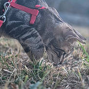 Blue participe au concours pour gagner de l'argent avec cette photo : cat, feline, gray_cat, red_harness, pet, animal, outdoors, grass, ground, sniffing, nose, whiskers, fur, short_hair, collar, leash, carabiner, closeup, shallow_depth_of_field, nature
