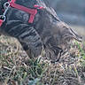 cat, feline, gray_cat, red_harness, pet, animal, outdoors, grass, ground, sniffing, nose, whiskers, fur, short_hair, collar, leash, carabiner, closeup, shallow_depth_of_field, nature