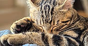 Blue participe au concours pour gagner de l'argent avec cette photo : cat, tabby, sleeping, sleepy, pet, animal, furry, striped_fur, whiskers, ears, paws, claws, relaxed, lounging, cozy, blanket, indoor, close_up, warm_lighting, portrait