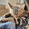 cat, tabby, sleeping, sleepy, pet, animal, furry, striped_fur, whiskers, ears, paws, claws, relaxed, lounging, cozy, blanket, indoor, close_up, warm_lighting, portrait